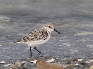 A Sanderling that is molting in to summer plumage and standing at the water's edge