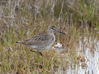 A close up of an Eastern Willet in breeding plumage standing in wet grassland