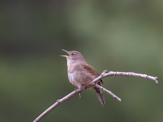 A House Wren perched on a twig and in full song