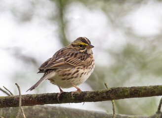 Close up of an adult Savannah Sparrow perched on a branch