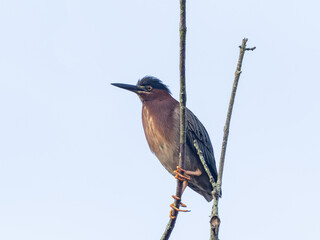 An adult Green Heron in spring plumage perched in treetop