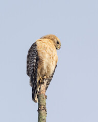 An adult Red-shouldered Hawk perched in a treetop and searching for prey