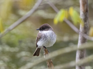 An Eastern Phoebe perched on a stick and framed by surrounding branches