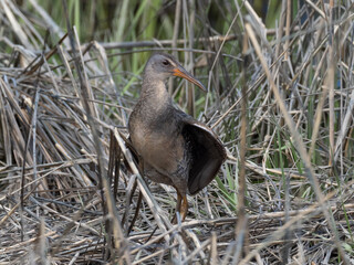 An adult of the atlantic race of Clapper Rail perched amongst dry reeds