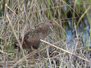An adult of the atlantic race of Clapper Rail perched amongst dry reeds