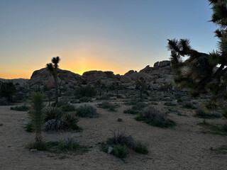 Stunning spring sunset at Joshua Tree Park. Joshua Tree National Park, California, United States. April 2023. 