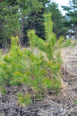 Young self-seeding pine tree