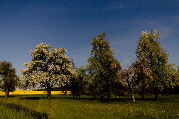 Streuobstwiese bei Mondlicht mit Sternenhimmel
