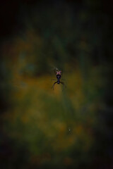 spider on the web