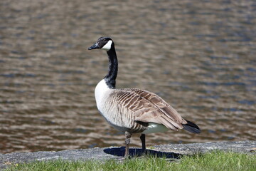 Sweden. The Canada goose (Branta canadensis), sometimes called Canadian goose, is a large wild goose with a black head and neck, white cheeks, white under its chin, and a brown body. 