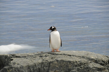 Obraz premium Gentoo penguin standing on a rock, Antarctica