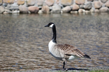 Sweden. The Canada goose (Branta canadensis), sometimes called Canadian goose, is a large wild goose with a black head and neck, white cheeks, white under its chin, and a brown body
