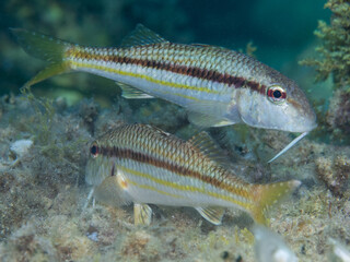 Salmonete. Mullus surmuletus.