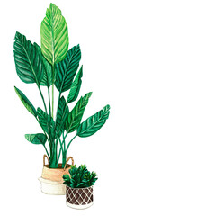 Watercolor clip art with home plant. Illustration interior of living room. Home decor elements on a transparent background