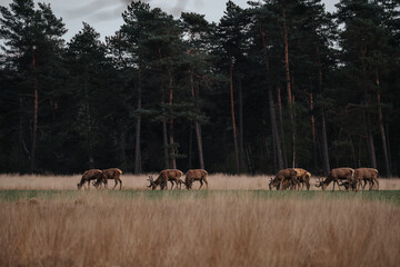 Group herd of red deer on the Veluwe 