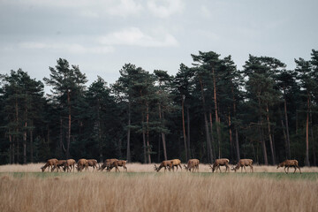 Group herd of red deer on the Veluwe 