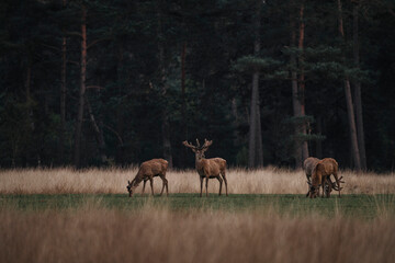 Naklejka na ściany i meble Group herd of red deer on the Veluwe 