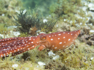 Pulpón. Octopus macropus.