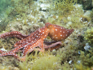 Pulpón. Octopus macropus.