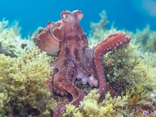 Pulpón. Octopus macropus.