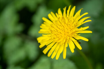 Yellow Dandelion Close Up with stamen visible