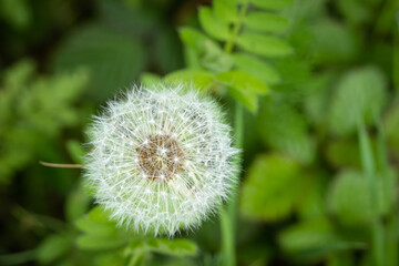 Dandelion during its Cypselae stage