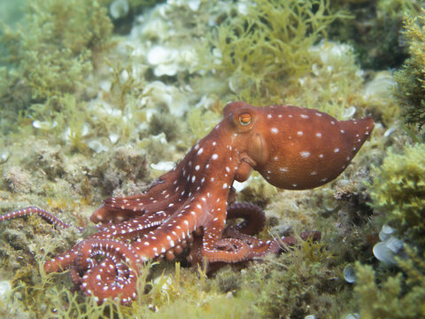 Pulp&oacute;n. Octopus macropus.