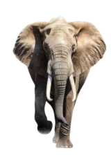 Foto op Canvas an isolated African elephant front-view portrait, wildlife-themed, African savannah, photorealistic illustration on a transparent background cutout in PNG, Generative AI © Purple Penguin GFX