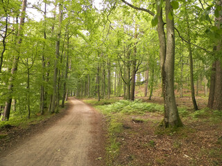 Fototapeta na wymiar Landscape of forest area in Pelcznica National Reserve.
