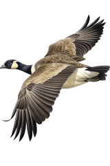 an isolated Canadian Goose in flight, migration, sport hunting, wetlands, preservation, Wildlife-themed, photorealistic illustration on a transparent background cutout in PNG. Generative AI