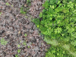 Deforestation in the Amazon rainforest