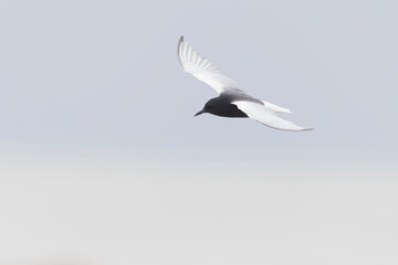 The white-winged tern, or white-winged black tern (Chlidonias leucopterus or Chlidonias leucoptera), is a species of tern in the family Laridae.