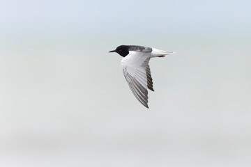 The white-winged tern, or white-winged black tern (Chlidonias leucopterus or Chlidonias leucoptera), is a species of tern in the family Laridae.