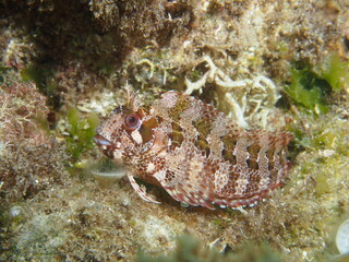 Cabruza. Parablennius gattorugine.