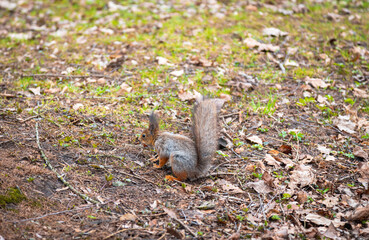A squirrel with a fluffy tail in a spring park in search of nuts. Animals in the city park.