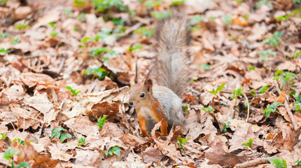 Naklejka na ściany i meble A squirrel with a fluffy tail in a spring park in search of nuts. Animals in the city park.