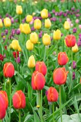 Red and yellow tulips flowers with green leaves blooming in a meadow, park, outdoor. Tulips field, nature, spring, floral background.