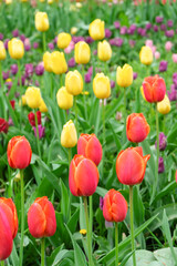 Fototapeta premium Red and yellow tulips flowers with green leaves blooming in a meadow, park, outdoor. Tulips field, nature, spring, floral background.