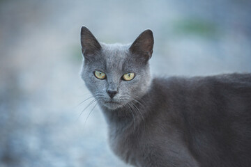 Beautiful stray grey cat similar to British breed is standing on the street. Portrait of cat with green eyes.