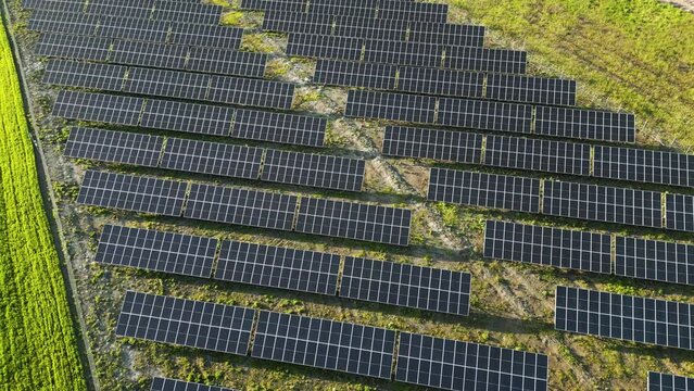 A wide-angle shot of solar panels set amidst a lush green forest. The contrast between nature and technology is striking, as the panels provide a powerful reminder of our responsibility to protect the