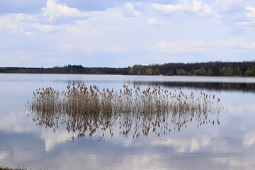 A reed grows on an island that has been flooded by the water of a forest lake.