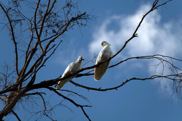 Sulphur-Crested Cockatoos (Cacatua galerita)