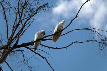 Sulphur-Crested Cockatoos (Cacatua galerita)