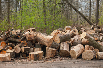 A stack of firewood. Sawn tree trunks lie chaotically on the ground in a spring park.