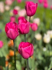 pink tulips in garden