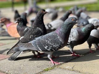 pigeons in the park