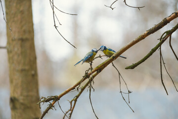 Two eurasian blue tit birds sitting on a bare tree branch touching beaks close up. Pair of small blue and yellow tits interacting on a branch in early spring nature and wildlife concept.  © Dmitry Presnyakov