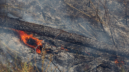 Forest fire at mountain.  Wildfire burns ground in forest. Forest fire at mountain. Smoke from...