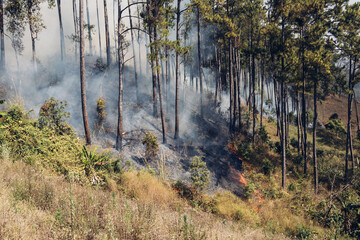 Forest fire at mountain. Smoke from a fire. Countryside forest with fire smoke from wildfire. Wildfire burns ground in forest. 
Smoke from Wildfire cause PM 2.5