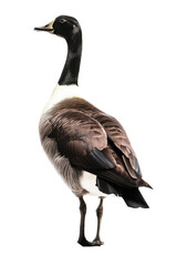  an isolated Canadian Goose standing and sitting, migration, sport hunting, wetlands, Wildlife-themed, photorealistic illustration on a transparent background cutout in PNG. generative ai